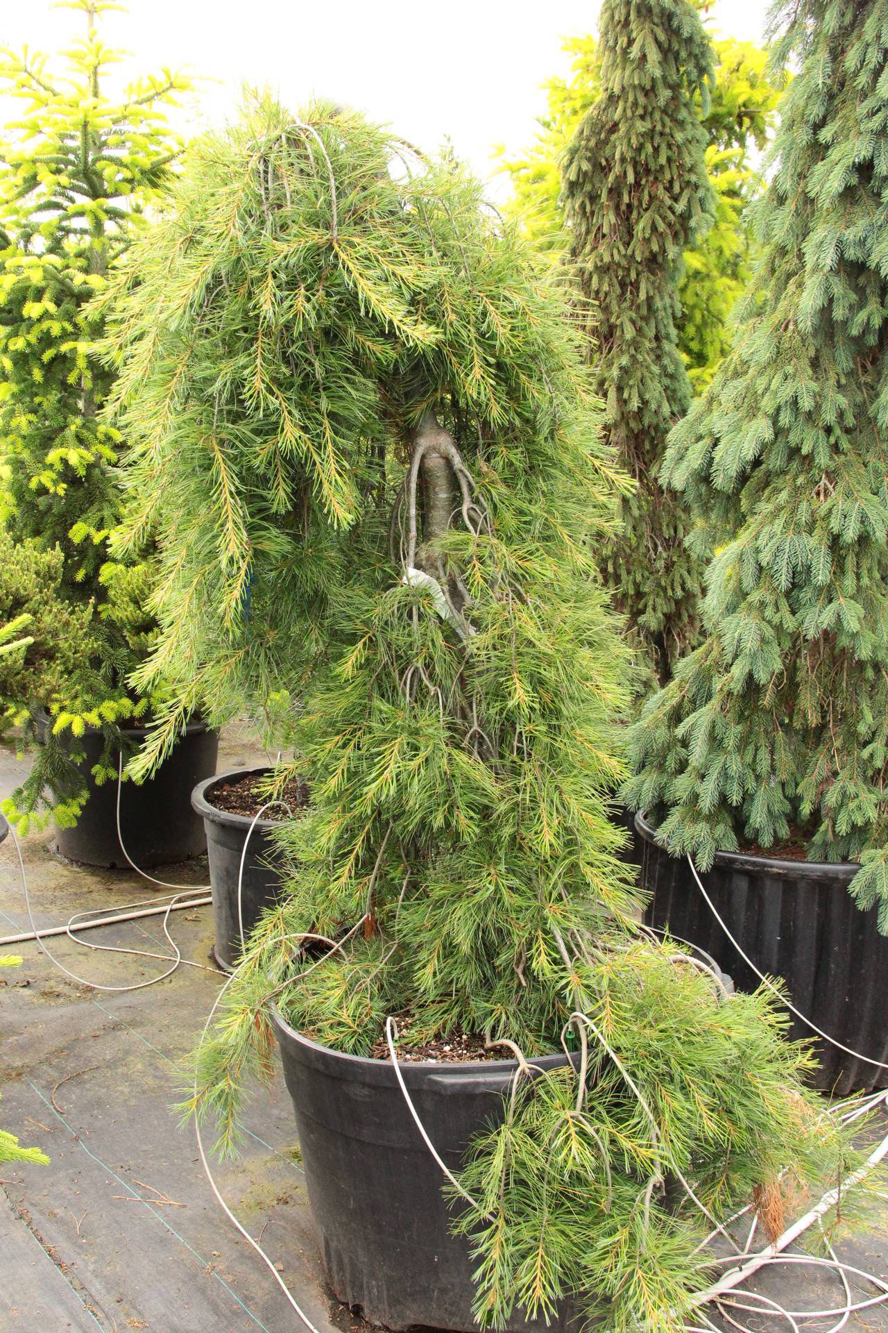 Pinus strobus Blue Maltese conifer evergreen weeping blue